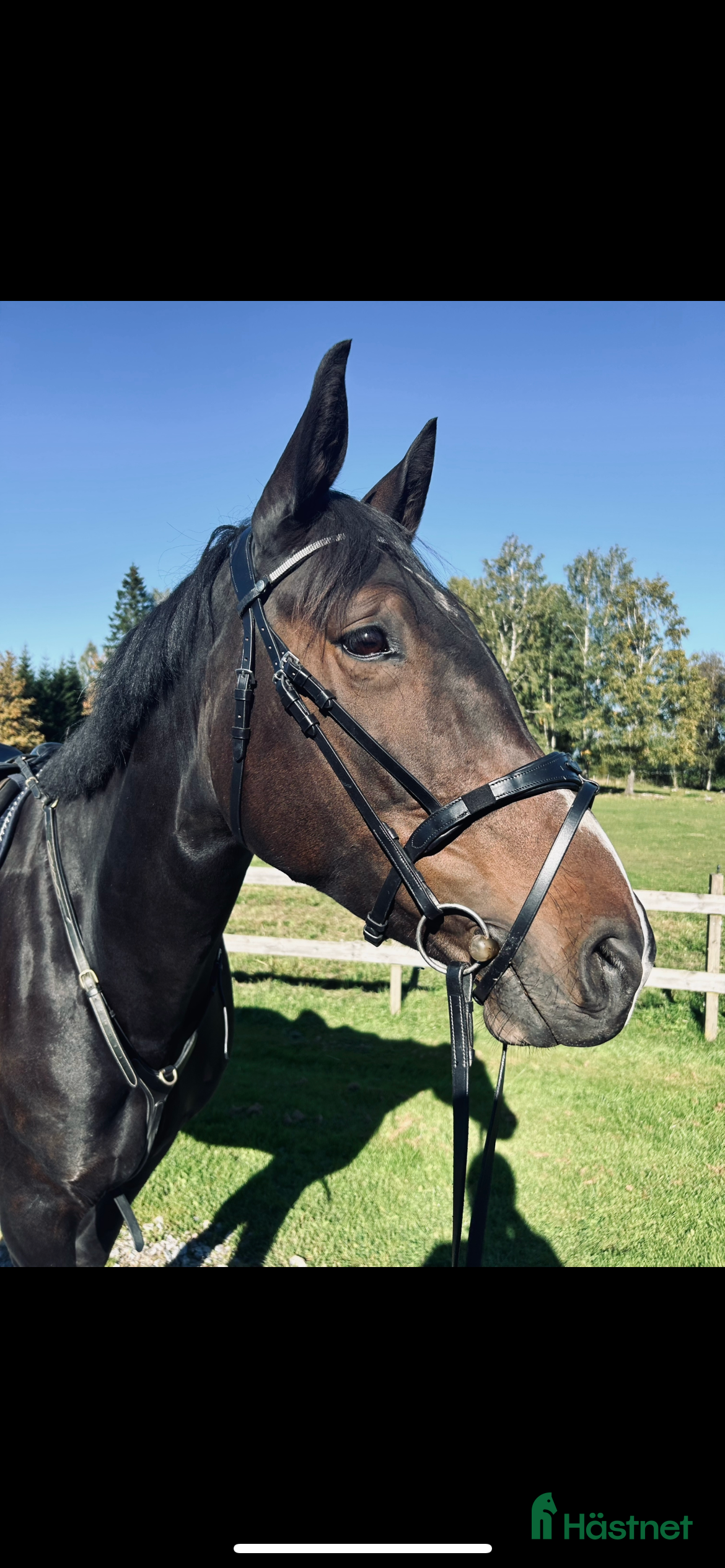  hästar En häst med utstrålning  - Annons 1