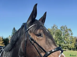 hästar En häst med utstrålning - Annons 1