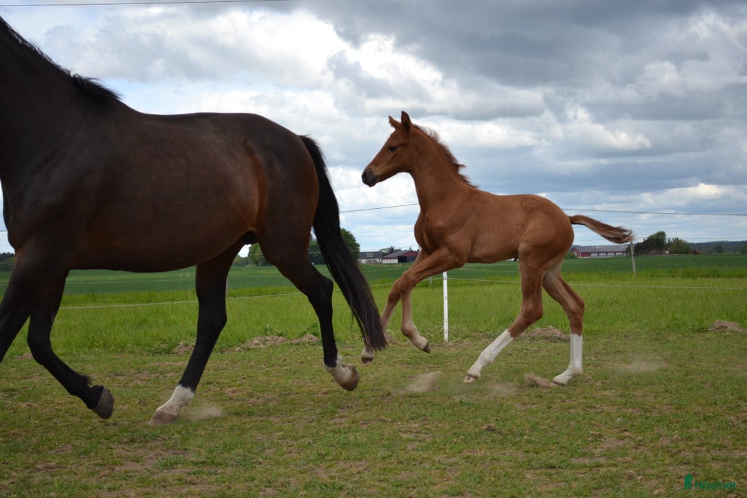 Dressyr hästar till salu: Lovande dressyrföl e. Söbakkehus First Mover i Blentarp - Annons 5