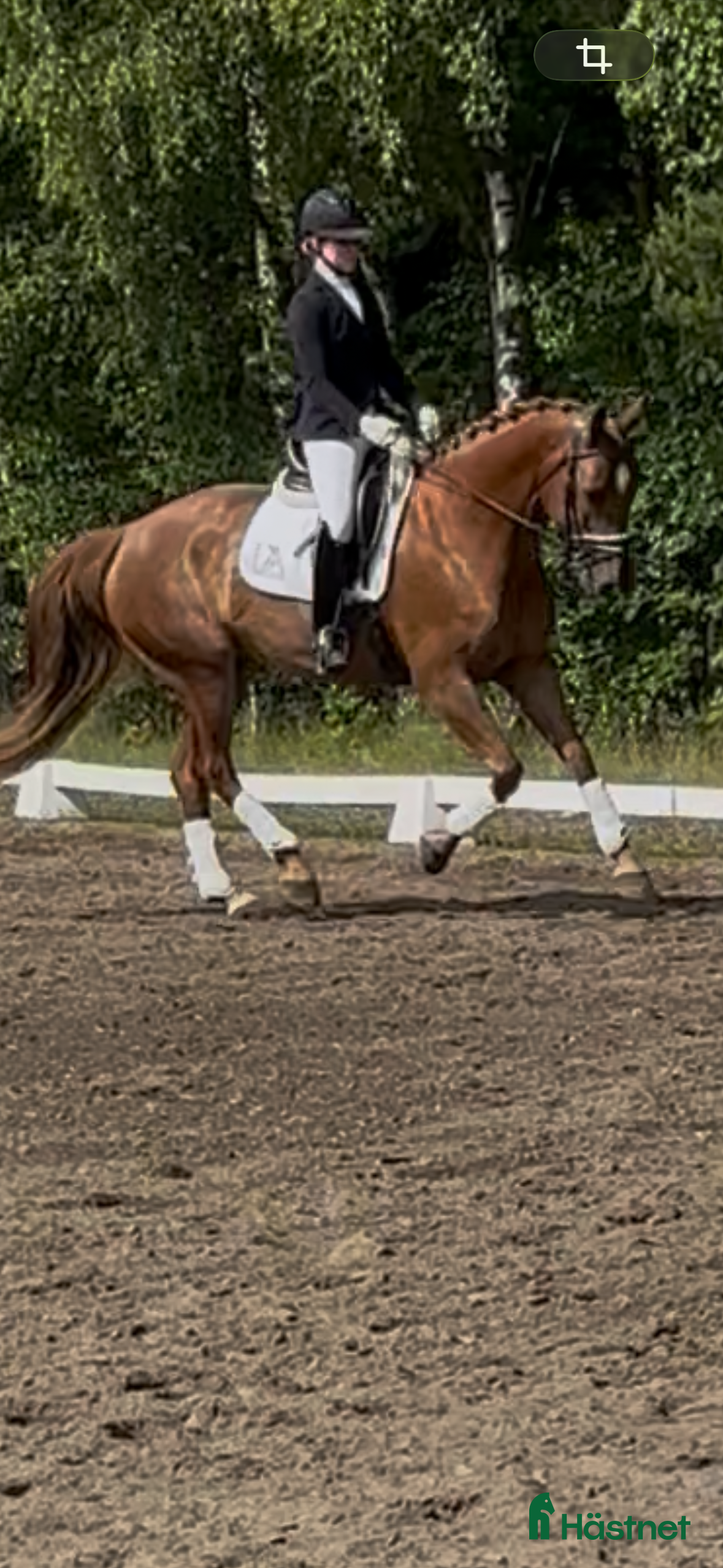  hästar Mkt trevligt dressyrsto - Annons 5