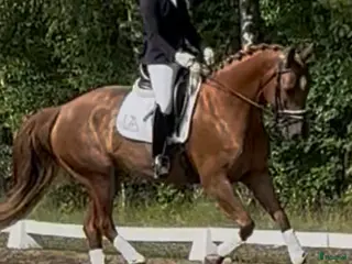hästar Mkt trevligt dressyrsto - Annons 5