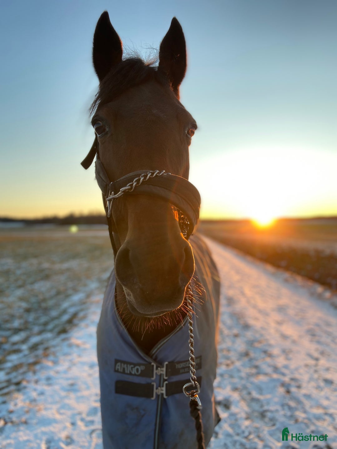 Övrigt hästar till salu: Ridtravare söker nytt hem i Kil - Annons 3