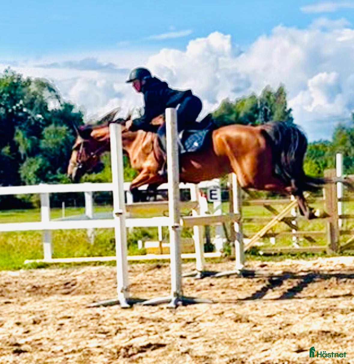  hästar Märta i Visby - Annons 5