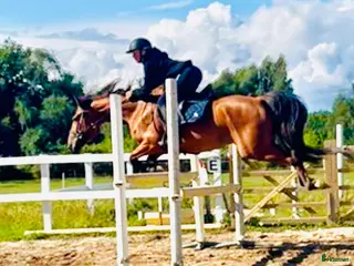 hästar Märta i Visby - Annons 5