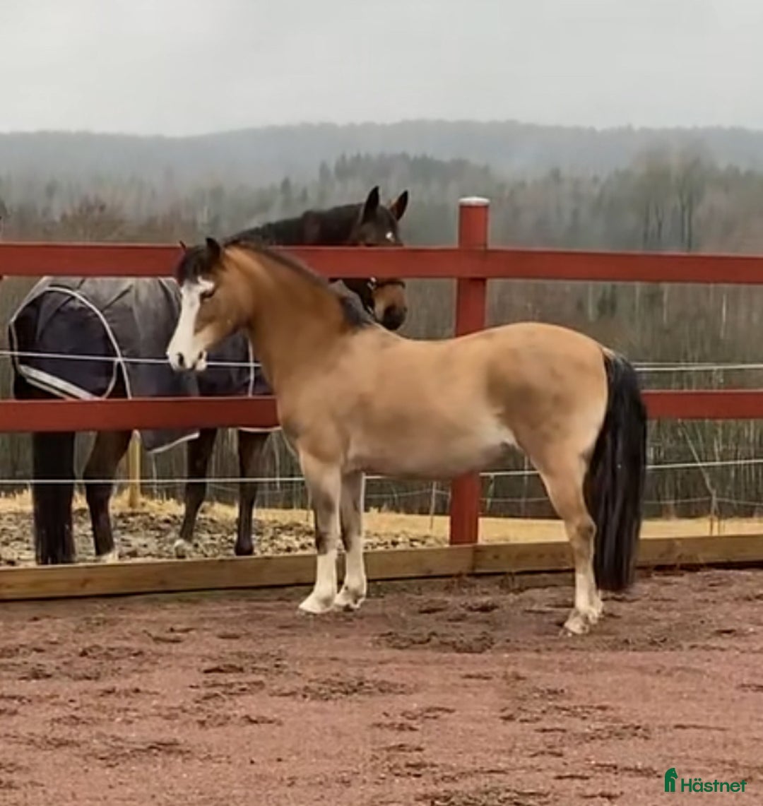 Allround hästar till salu: Löromästare i Kil - Annons 2