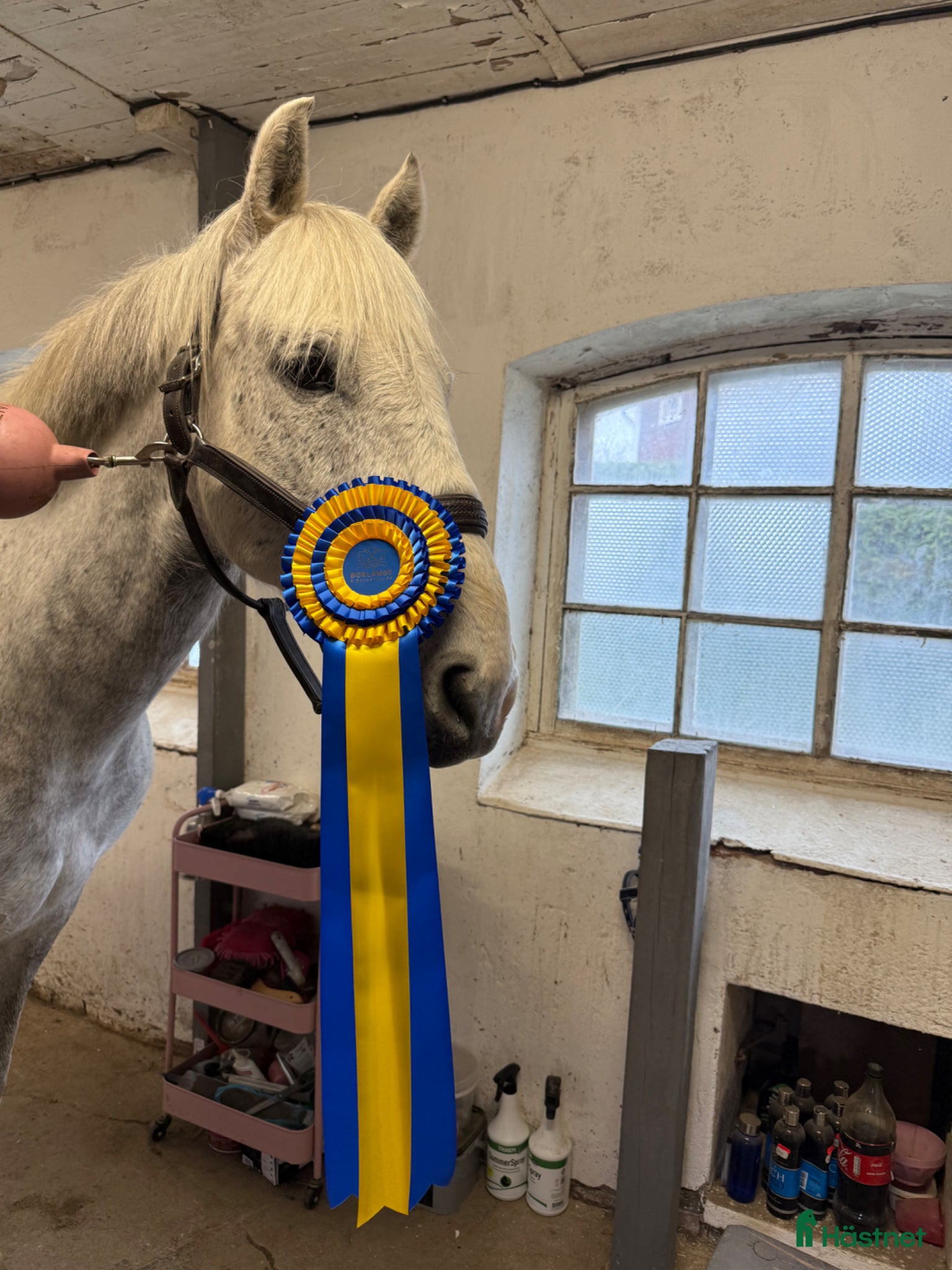  hästar Välriden hopponny! VANN 2/5🥇 - Annons 7