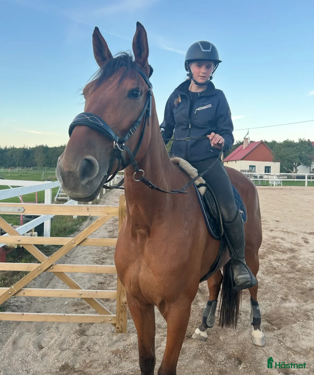 Allround hästar till salu: Märta i Visby - Annons 5