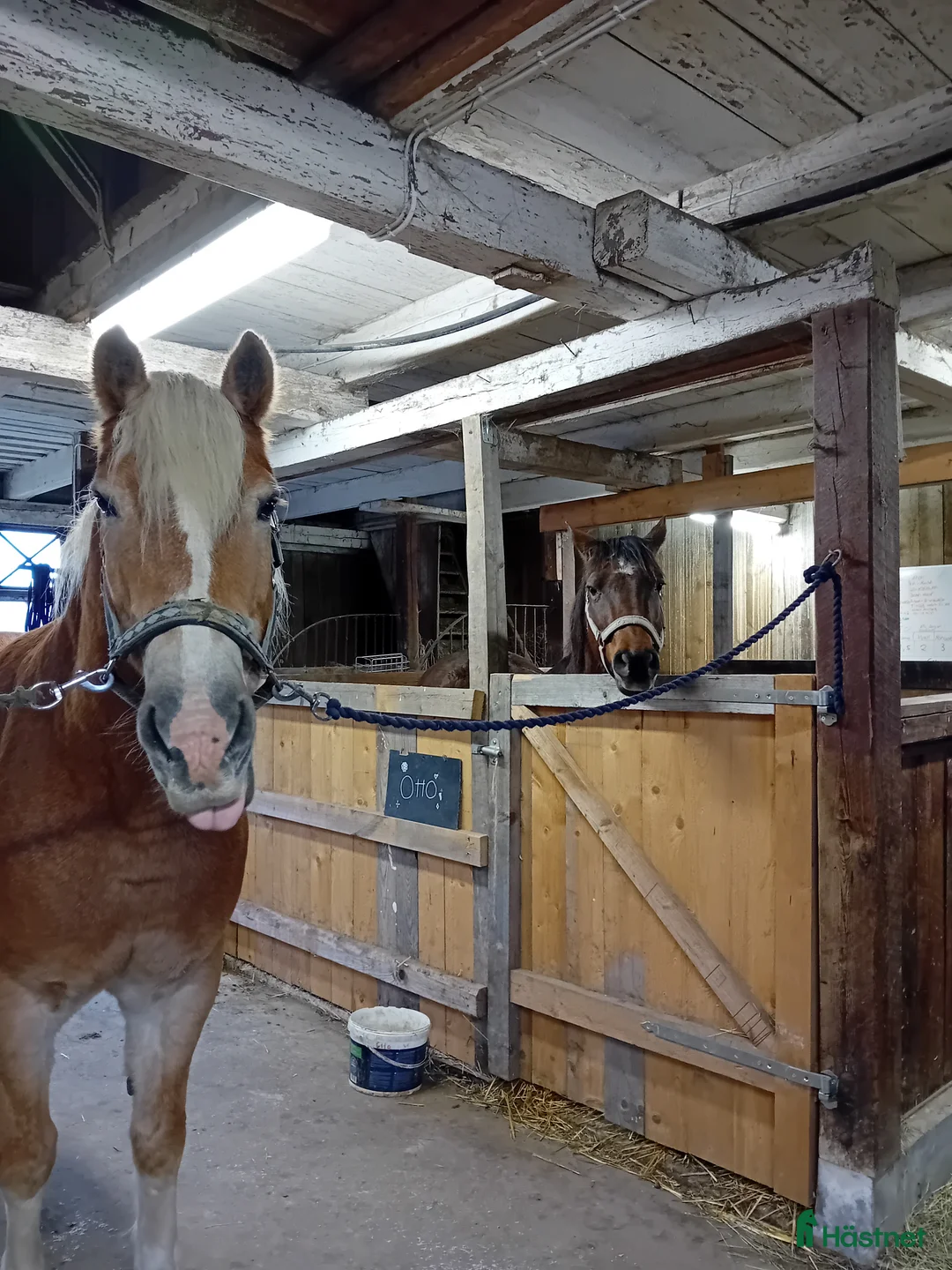 Allround hästar till salu: Söker nytt hem massa kärlek och långa uteritter  i Edsbruk - Annons 3