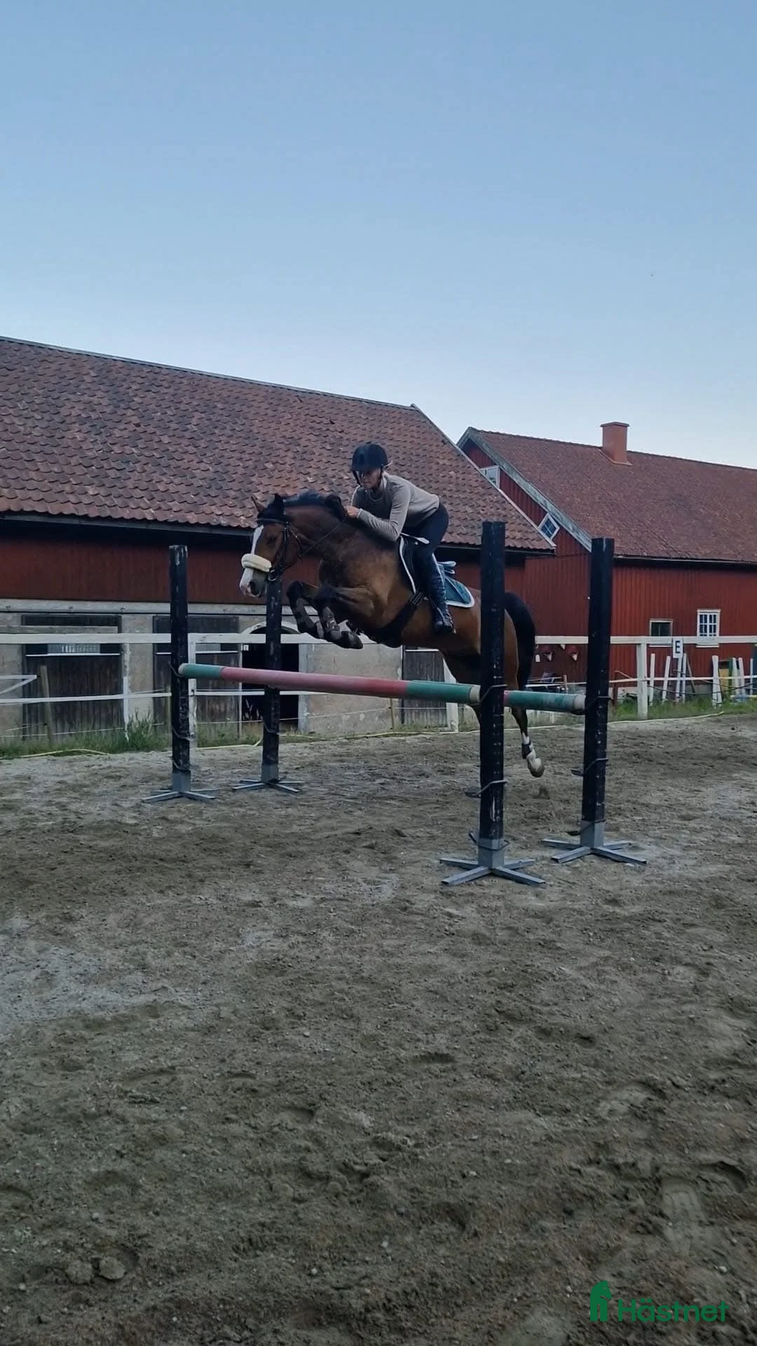 Dressyr hästar till salu: FEI Mästerskaps D-Ponny i Kungsbacka - Annons 7