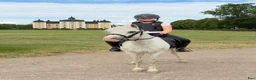 Allround hästar till salu: Trygg allroundponny i Enköping - Annons 5