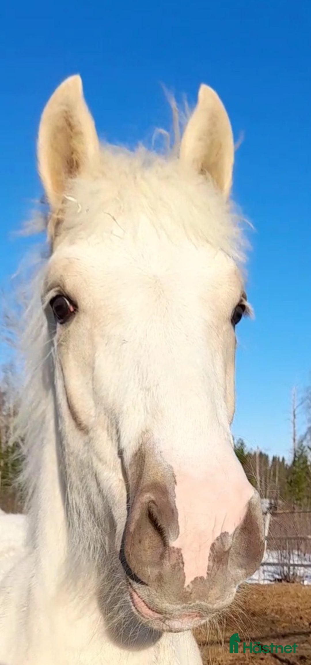 Allround hästar till salu: Större Welsh partbred i Vännäs - Bild 6