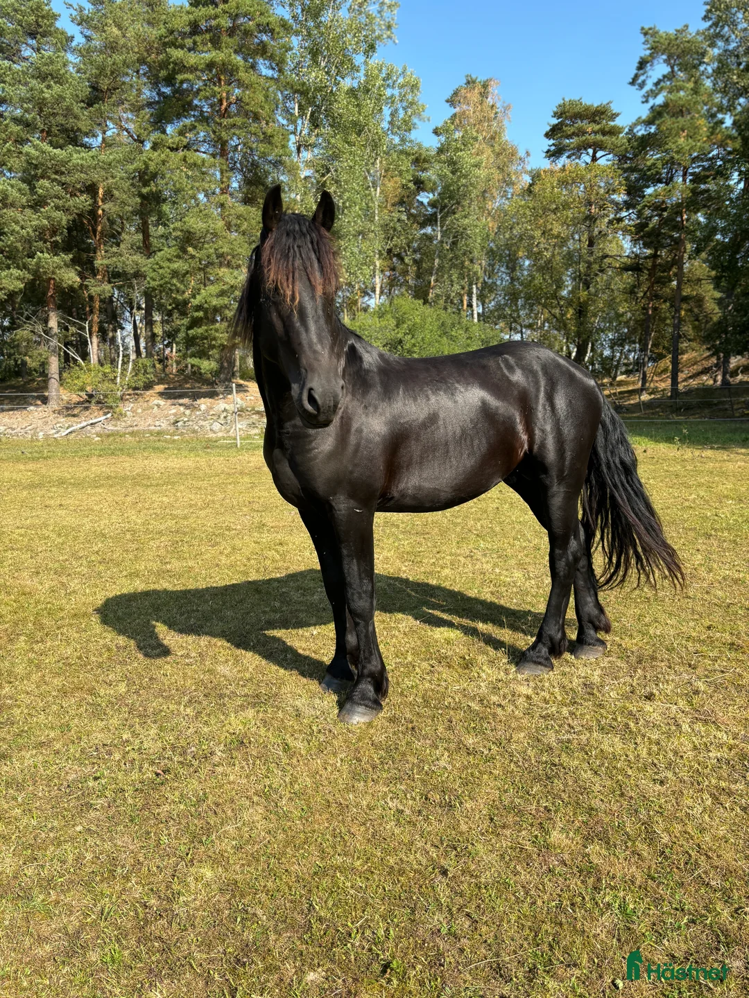 Allround hästar till salu: Tyr af Harstahopen  - Annons 1