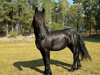 hästar Tyr af Harstahopen - Annons 1