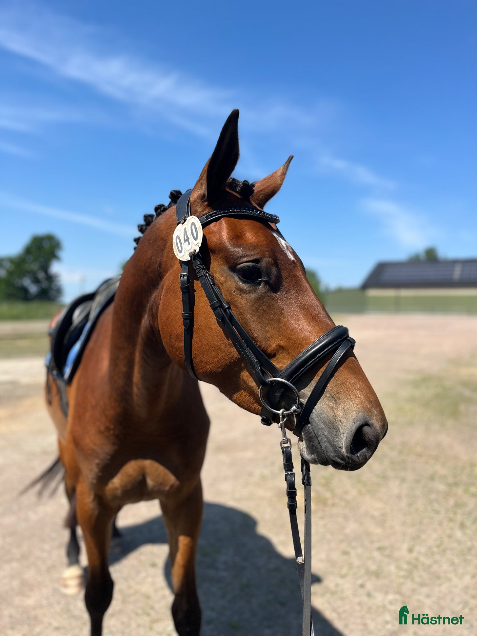  hästar Framtida tävlingskompis! - Annons 12