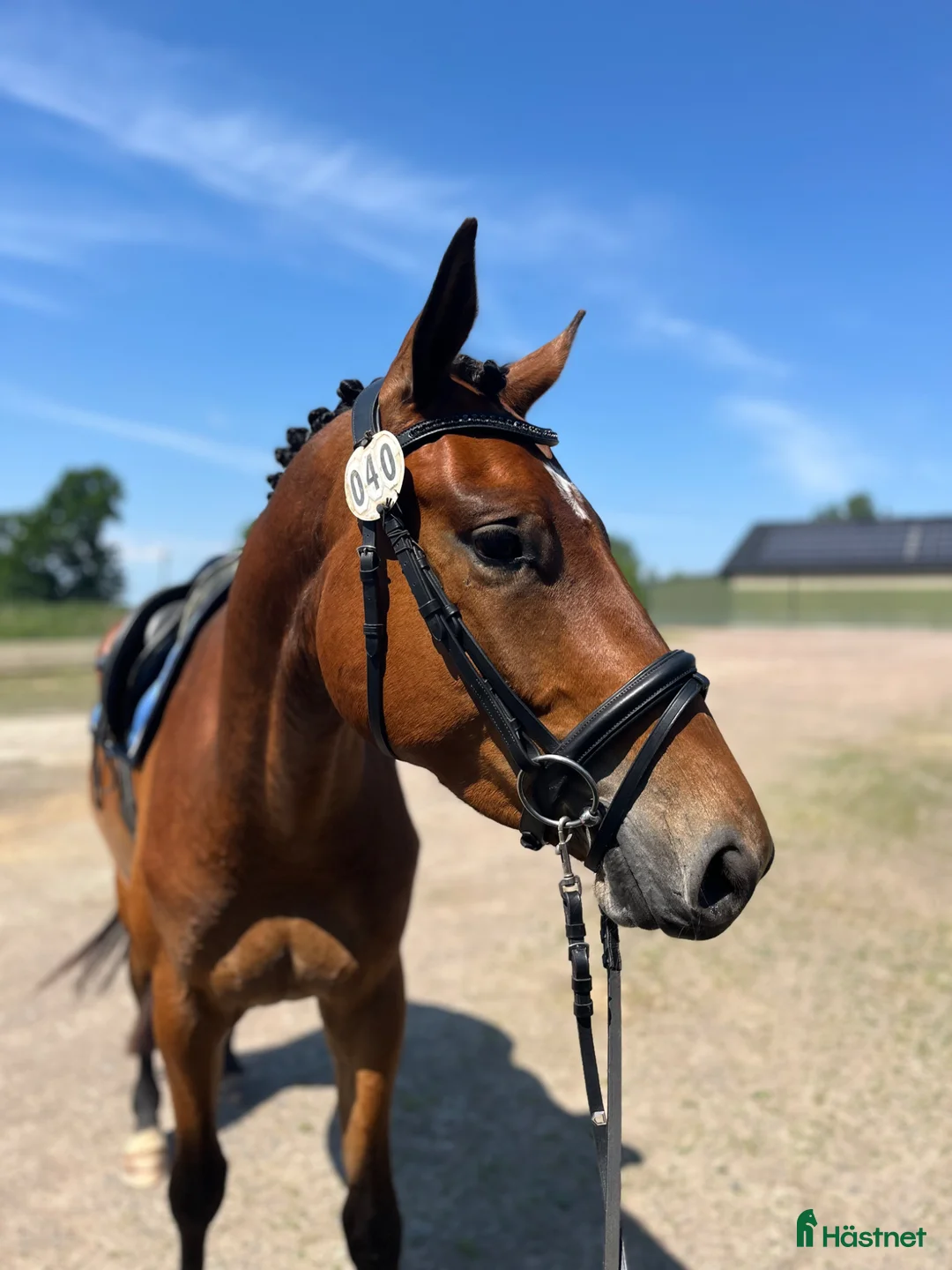 Hoppning hästar till salu: Framtida tävlingskompis! i Stehag - Annons 1