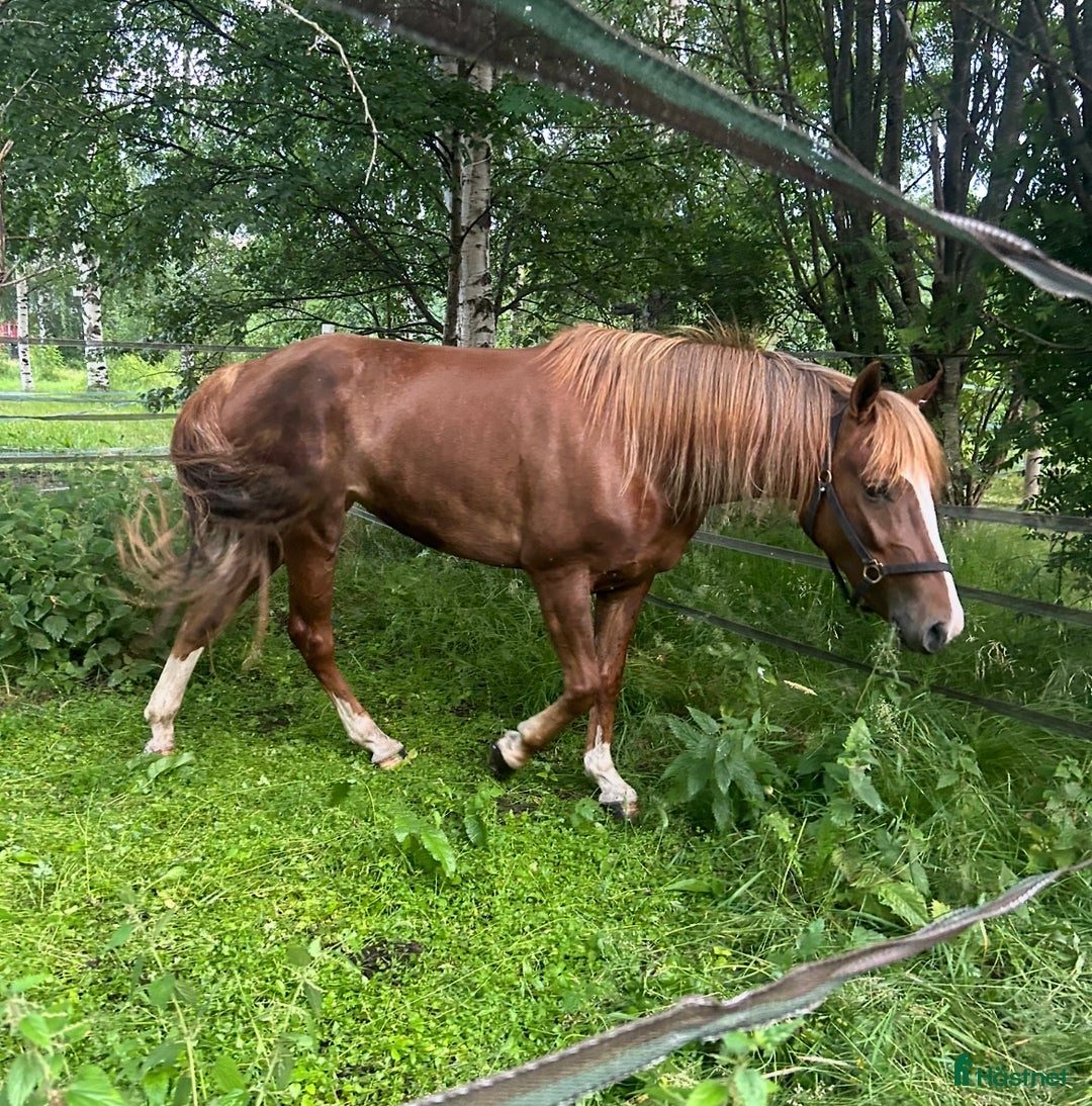 Trav hästar till salu: Treårigt kallblod i Skellefteå - Annons 1