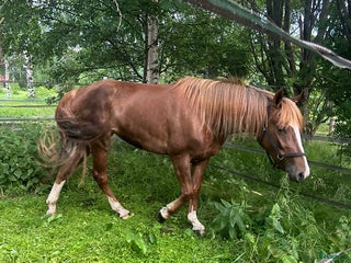 hästar Treårigt kallblod i Skellefteå - Annons 5