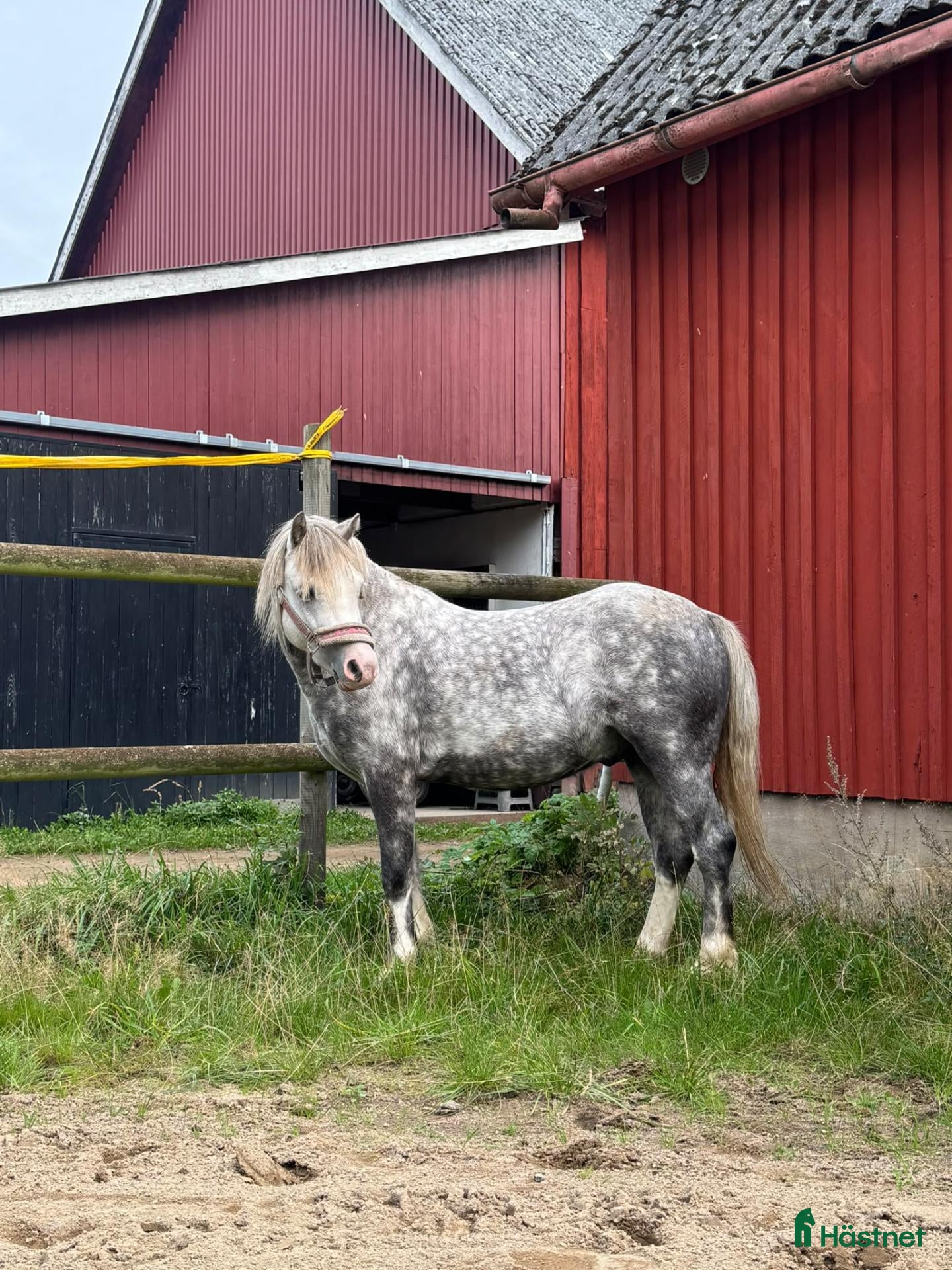 Allround hästar till salu: Super fin b ponny  - Annons 1