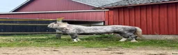 Allround hästar till salu: Super fin b ponny  - Annons 1