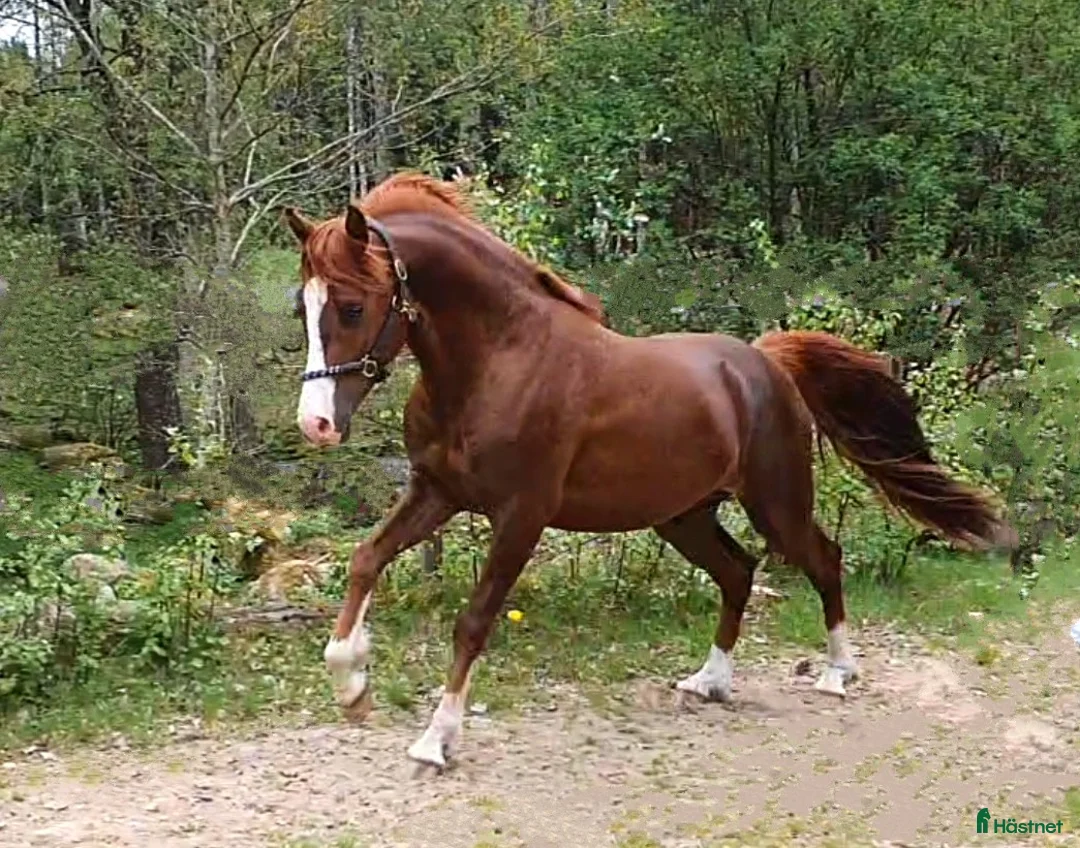 Allround hästar till salu: Superfin, till tävling och hobby! - Annons 21