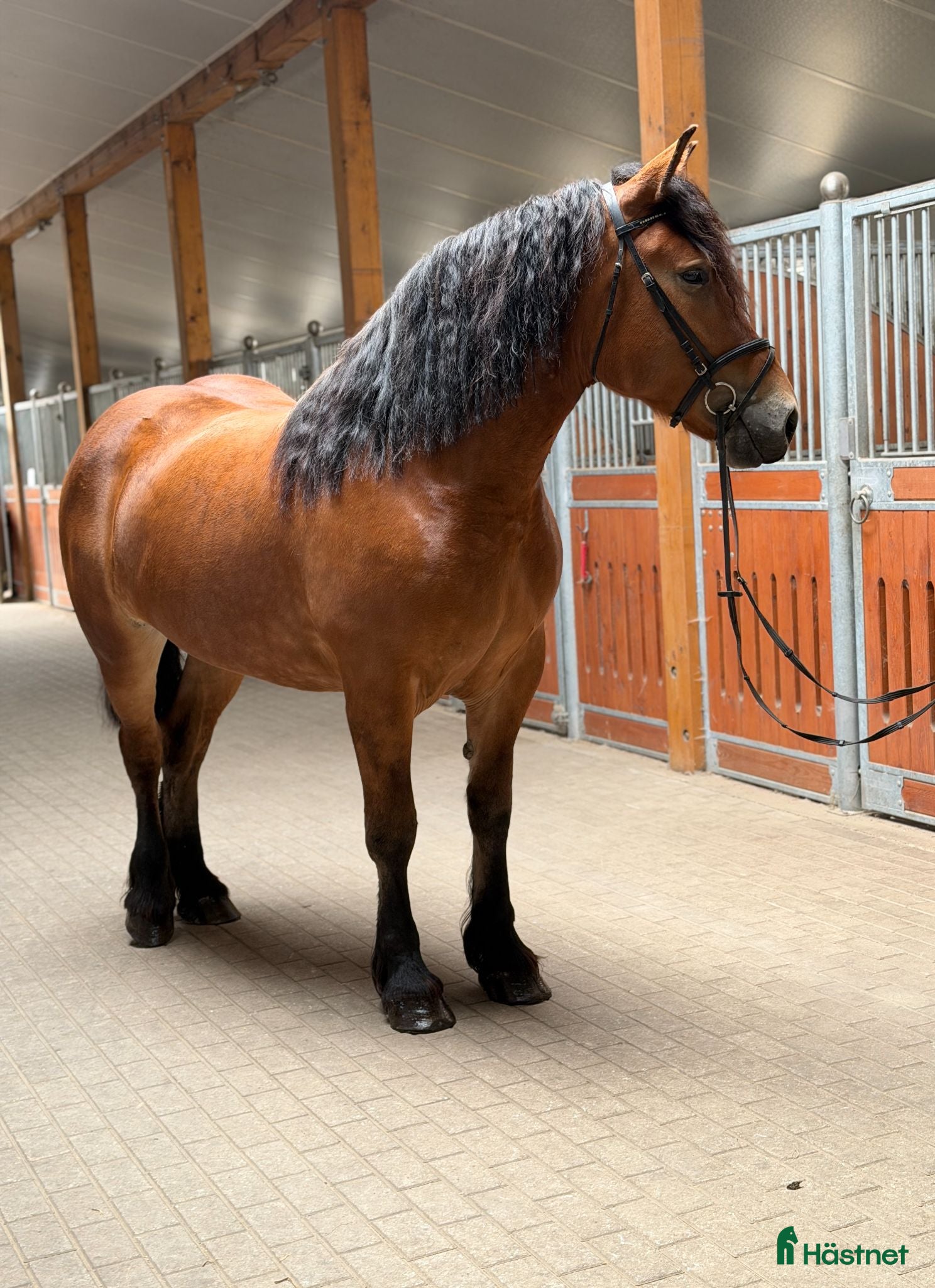  hästar Kind 4yo mare for hobby - Annons 3