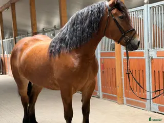 hästar Kind 4yo mare for hobby - Annons 3
