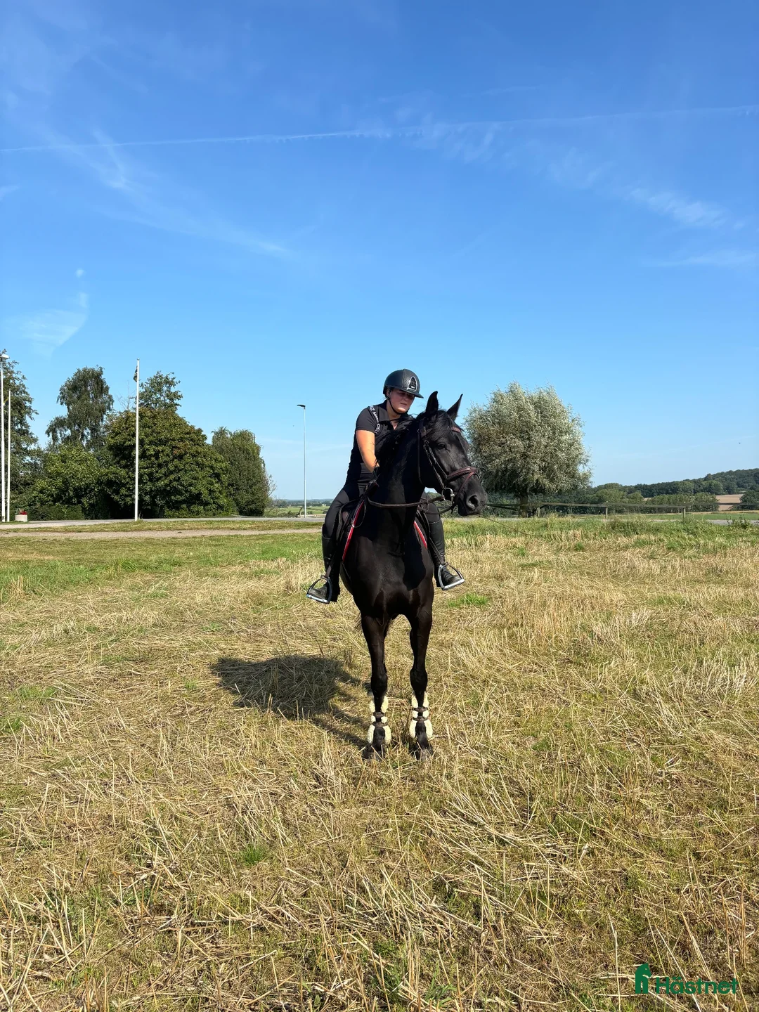 Hoppning hästar till salu: Trevligt sto född -20 ( Ike - Camaro )  - Annons 2