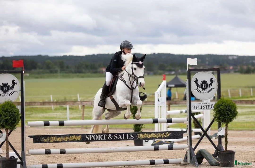 Hoppning hästar till salu: Fin läromästare i Filipstad - Annons 2