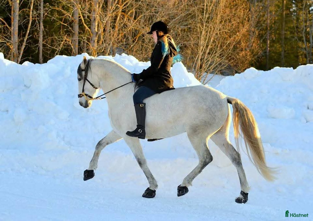 Allround hästar till salu: Fantastisk PRE säljs till rutinerad ryttare i Niemisel - Annons 3