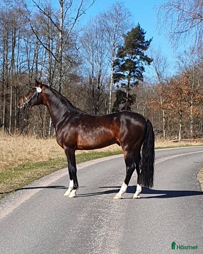  avel Welsh partbred hingsten Cameron TG - Annons 1