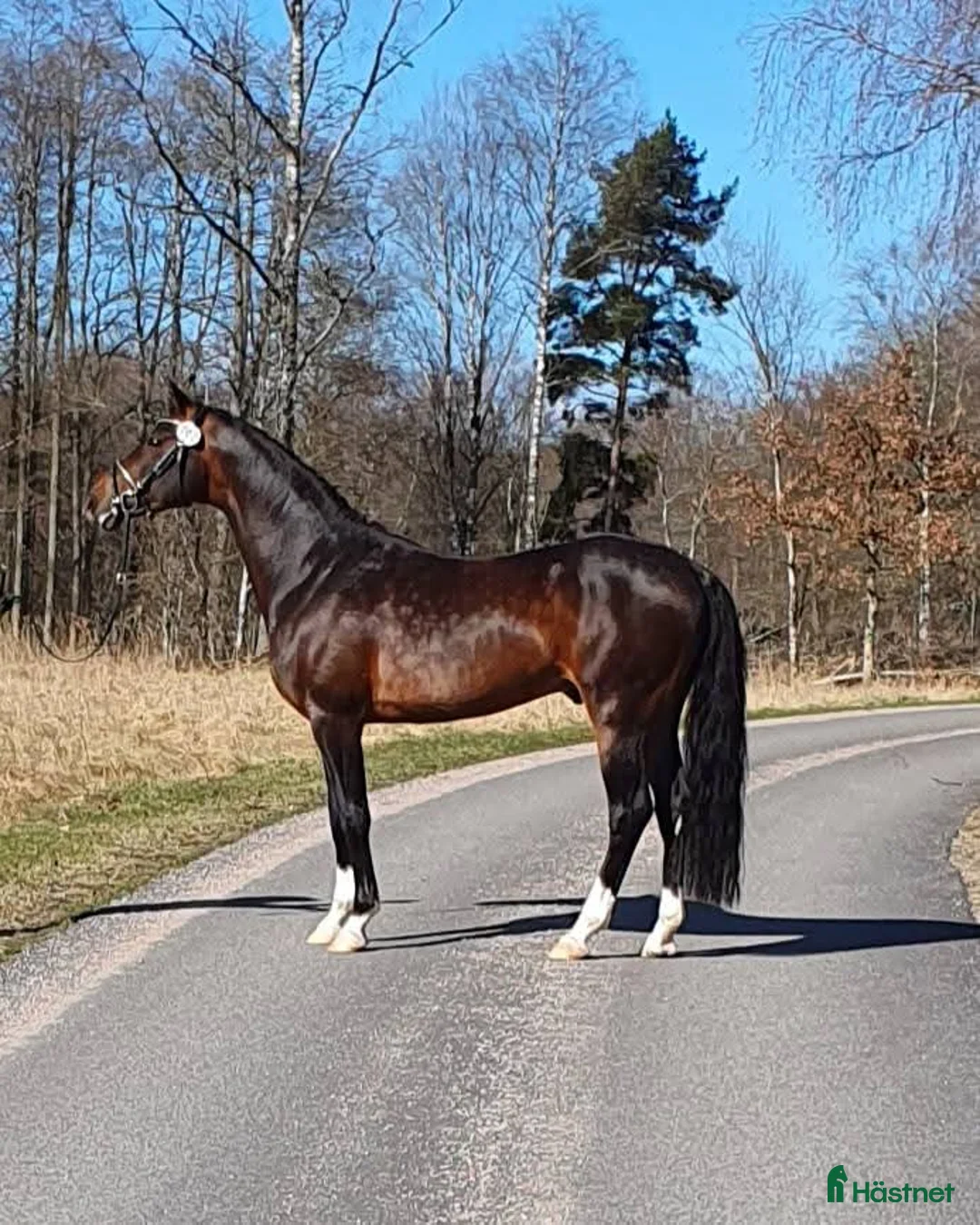  avel finnes: Welsh partbred hingsten Cameron TG - Annons 1