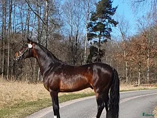 avel finnes: Welsh partbred hingsten Cameron TG - Annons 1