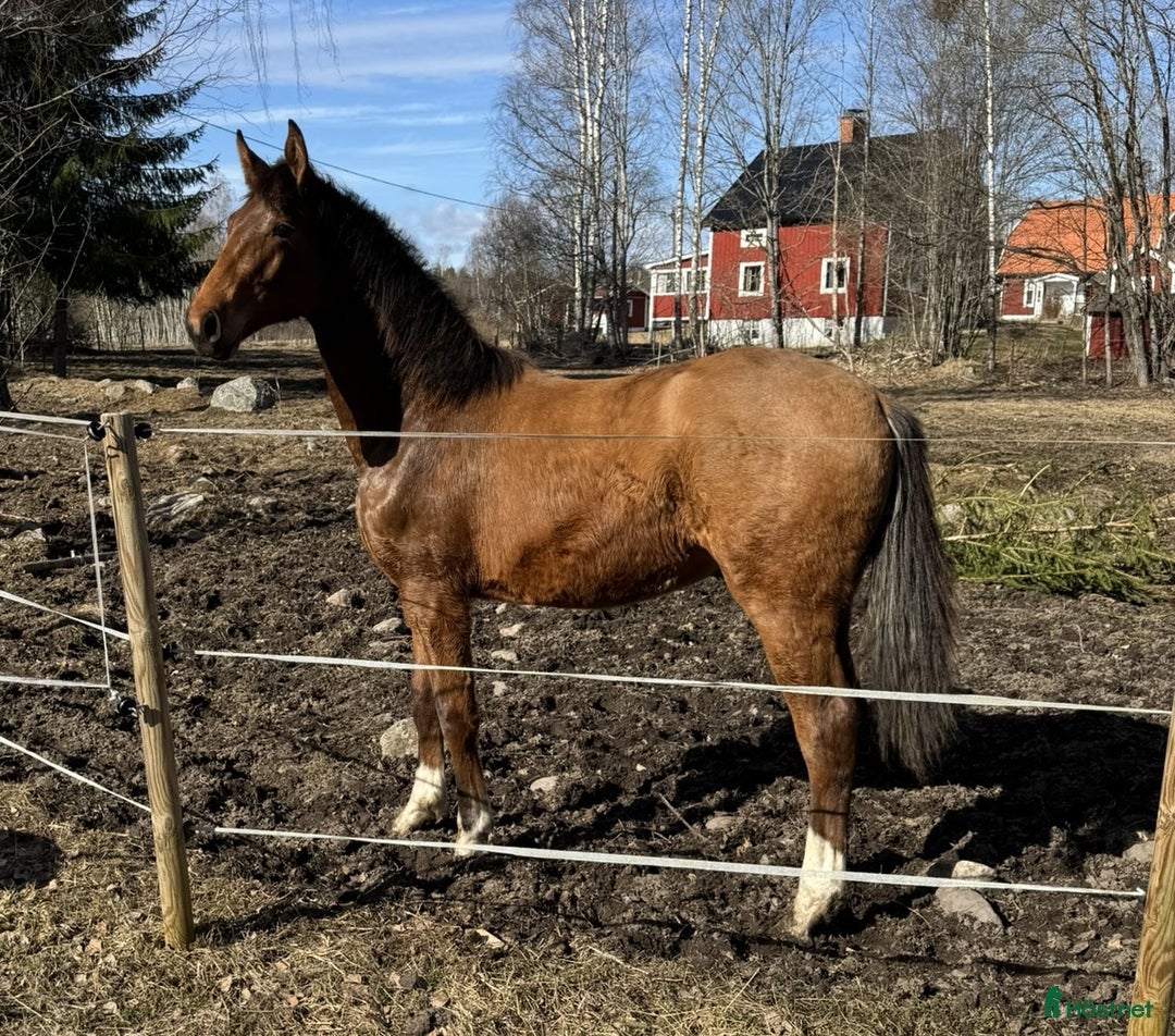 Dressyr hästar till salu: Trevlig Dressyrhingst efter Blue Hors Storm i Årsunda - Annons 2