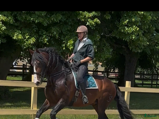 hästar Min drömhäst är tillsalu i Vretstorp - Annons 2