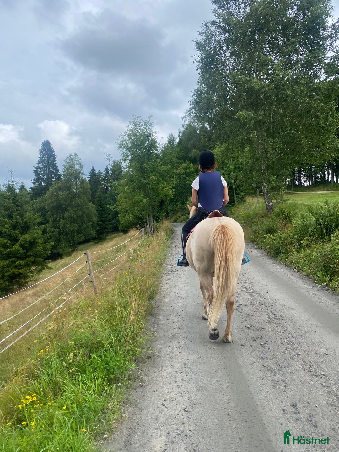 Island hästar till salu: Lugnt och snällt sto i Landvetter - Bild 5
