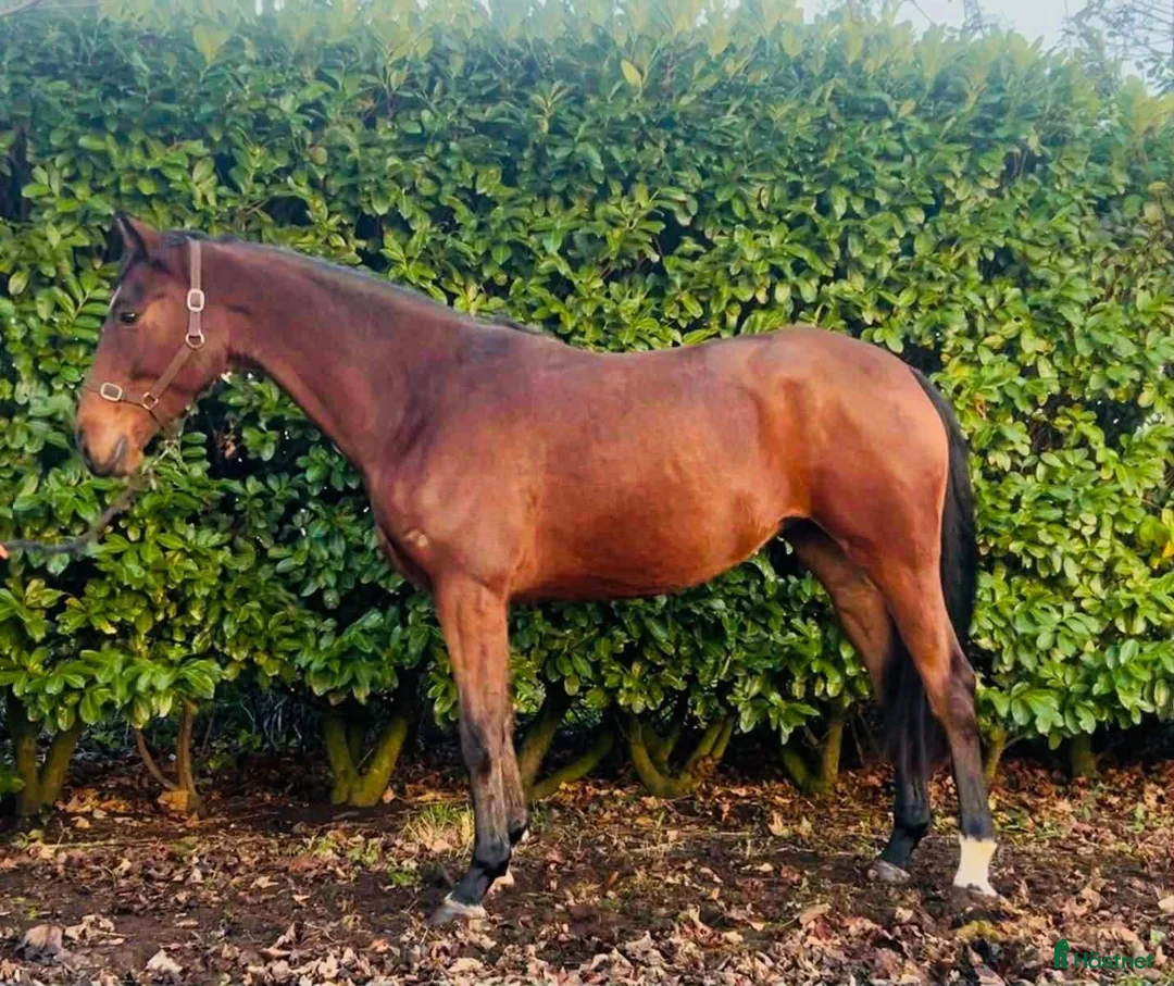 Allround hästar till salu: Vackert och supertrevligt ISH sto! ⭐️ - Annons 1