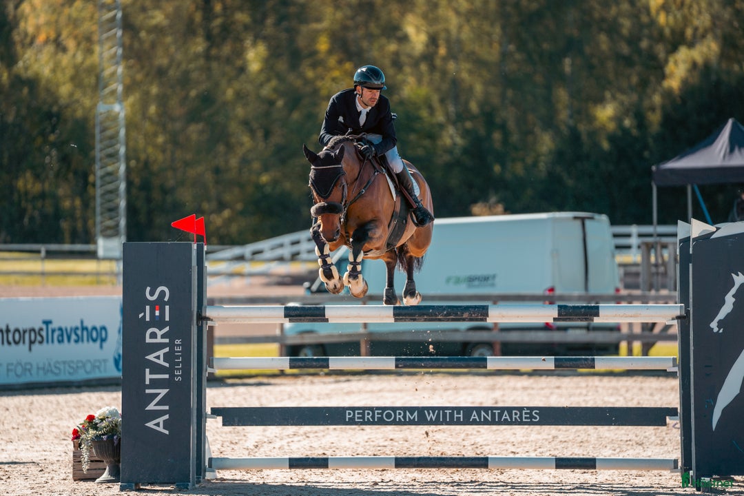 Hoppning hästar till salu: Rutinerad häst passande Children/Junior/YR i Tranås - Annons 1