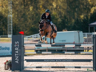 Hoppning hästar till salu i Tranås - Annons 1