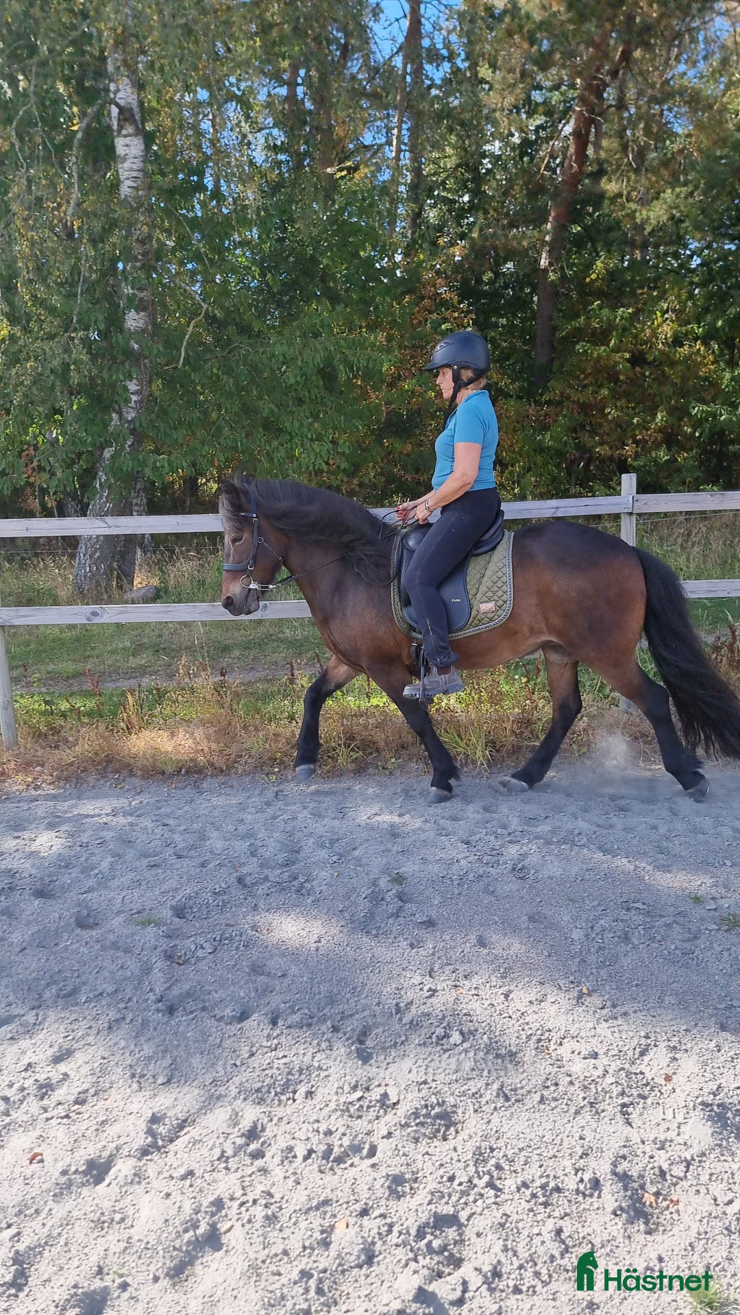 Island hästar till salu: Embla frá Vindási i Skara - Annons 4