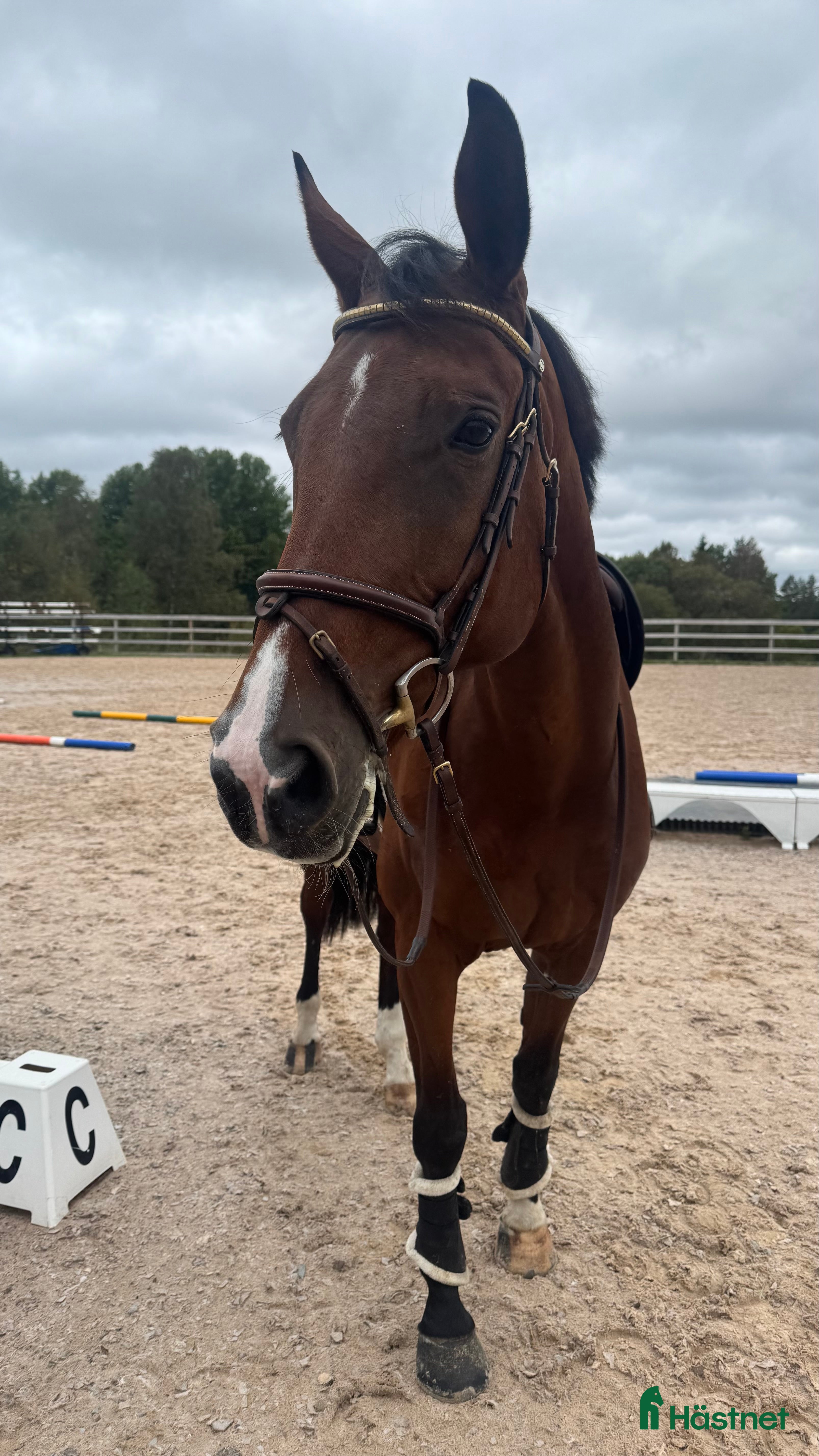  hästar Supertrevligt allroundsto, framtida avel i Sandhem - Annons 18