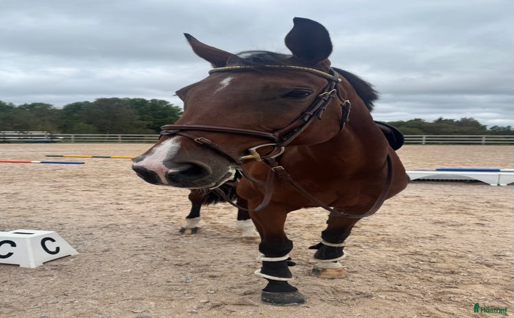  hästar i Sandhem - Annons 5