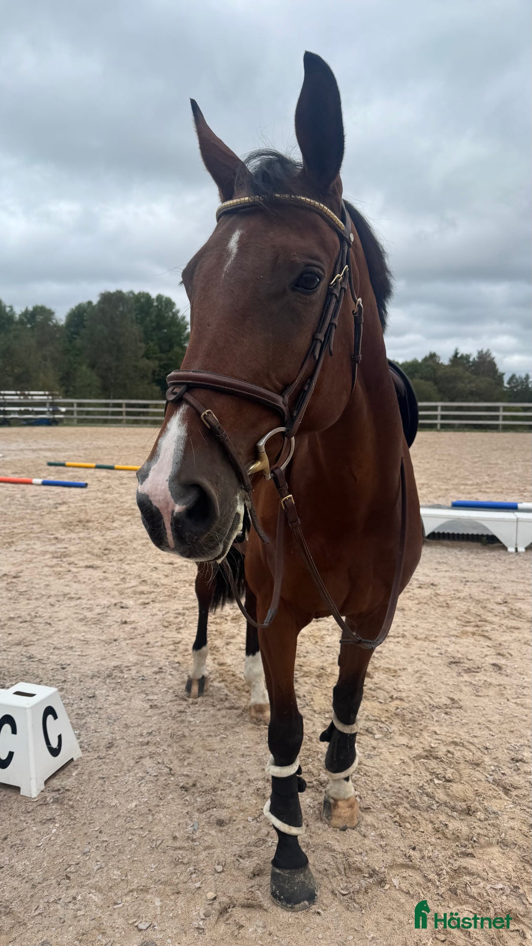 Allround hästar till salu: Supertrevligt allroundsto, framtida avel i Sandhem - Annons 1