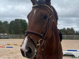 Allround hästar till salu: Supertrevligt allroundsto, framtida avel i Sandhem - Annons 1