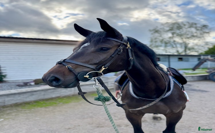  hästar i Åtvidaberg - Annons 1