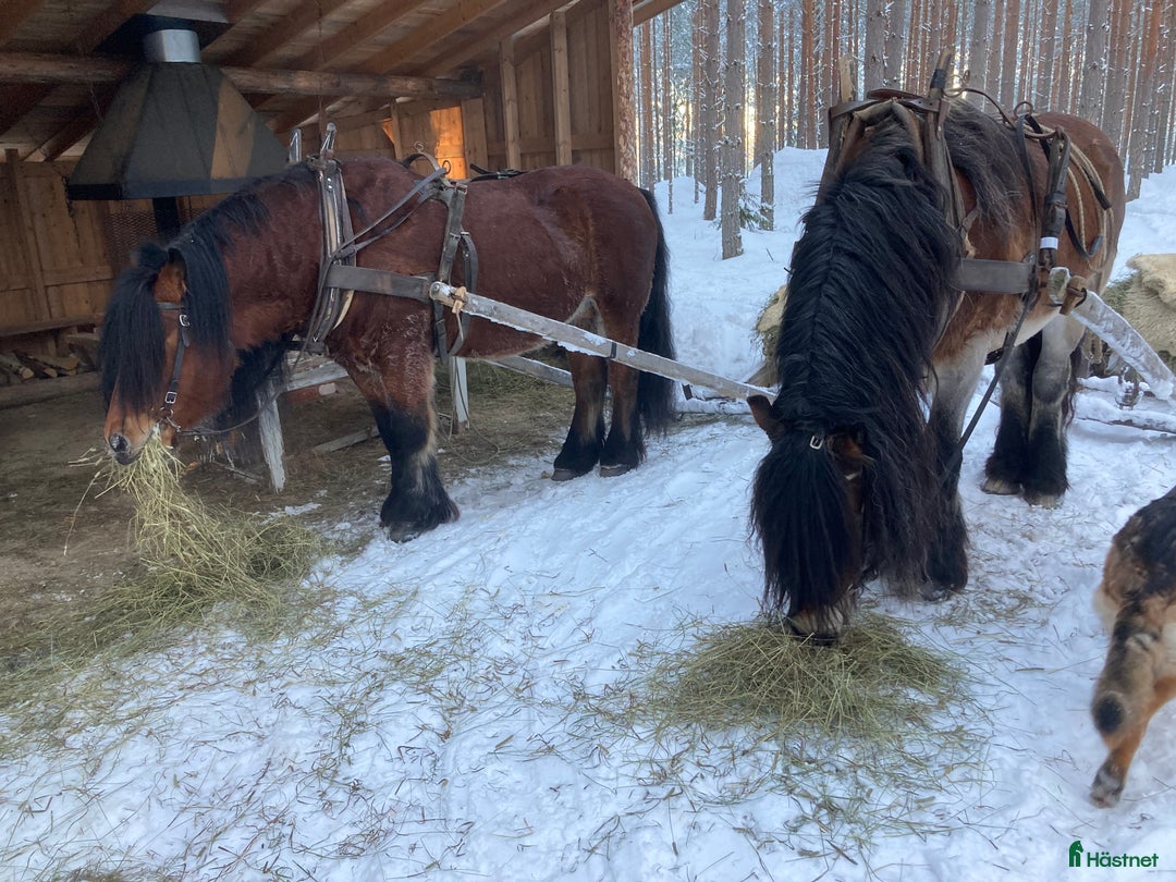Allround hästar till salu: Nsv brukshingst säljes i Alfta - Annons 4