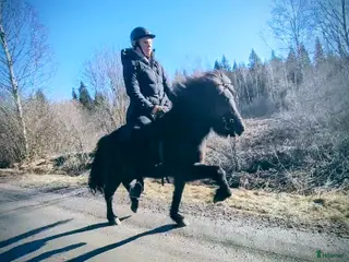 hästservice Inridning av islandshäst - Annons 7