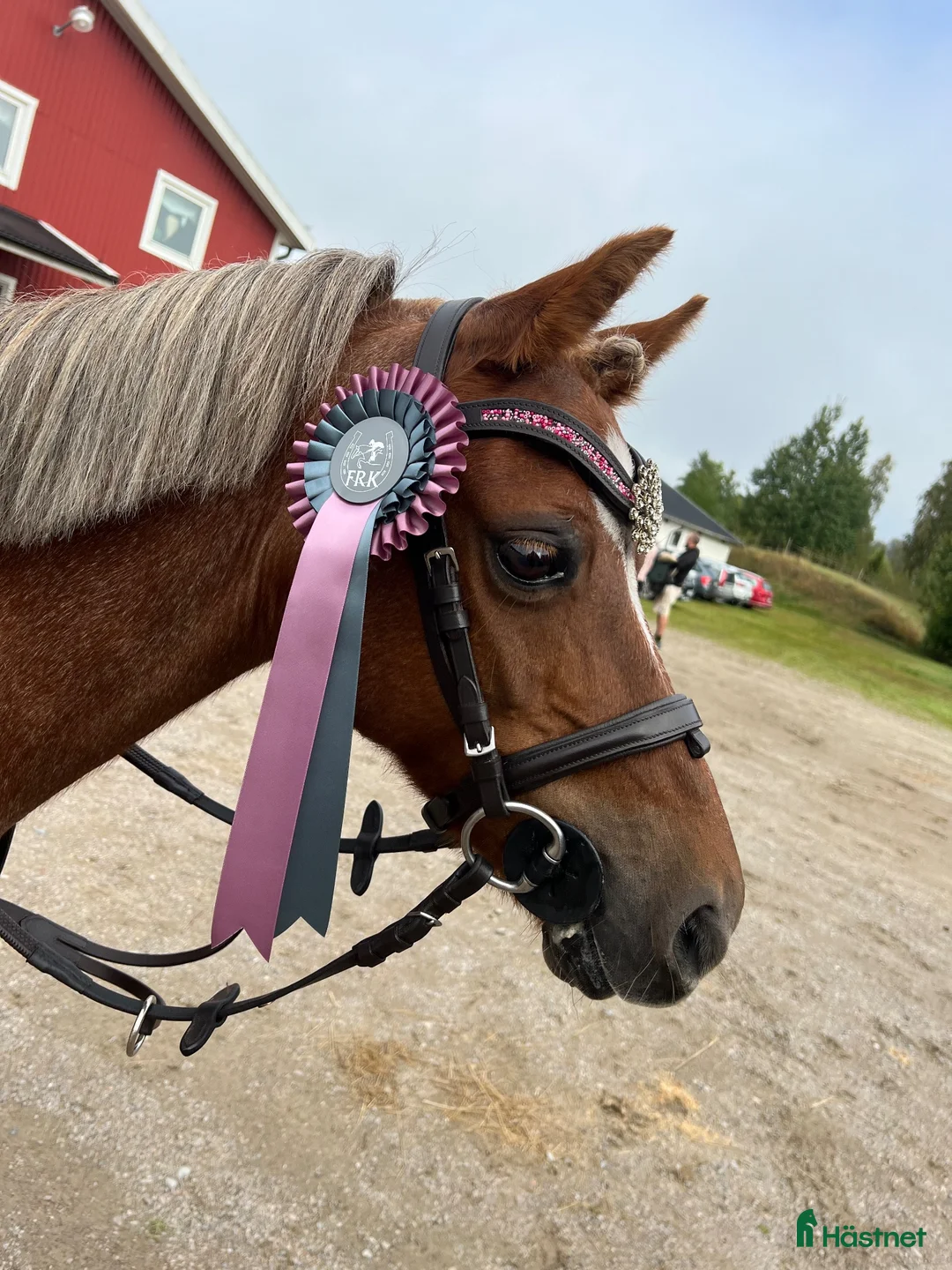 Allround hästar till salu: Fin B-ponny 🩷 - Annons 2