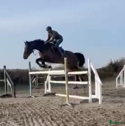  hästar Hopphäst - Annons 1