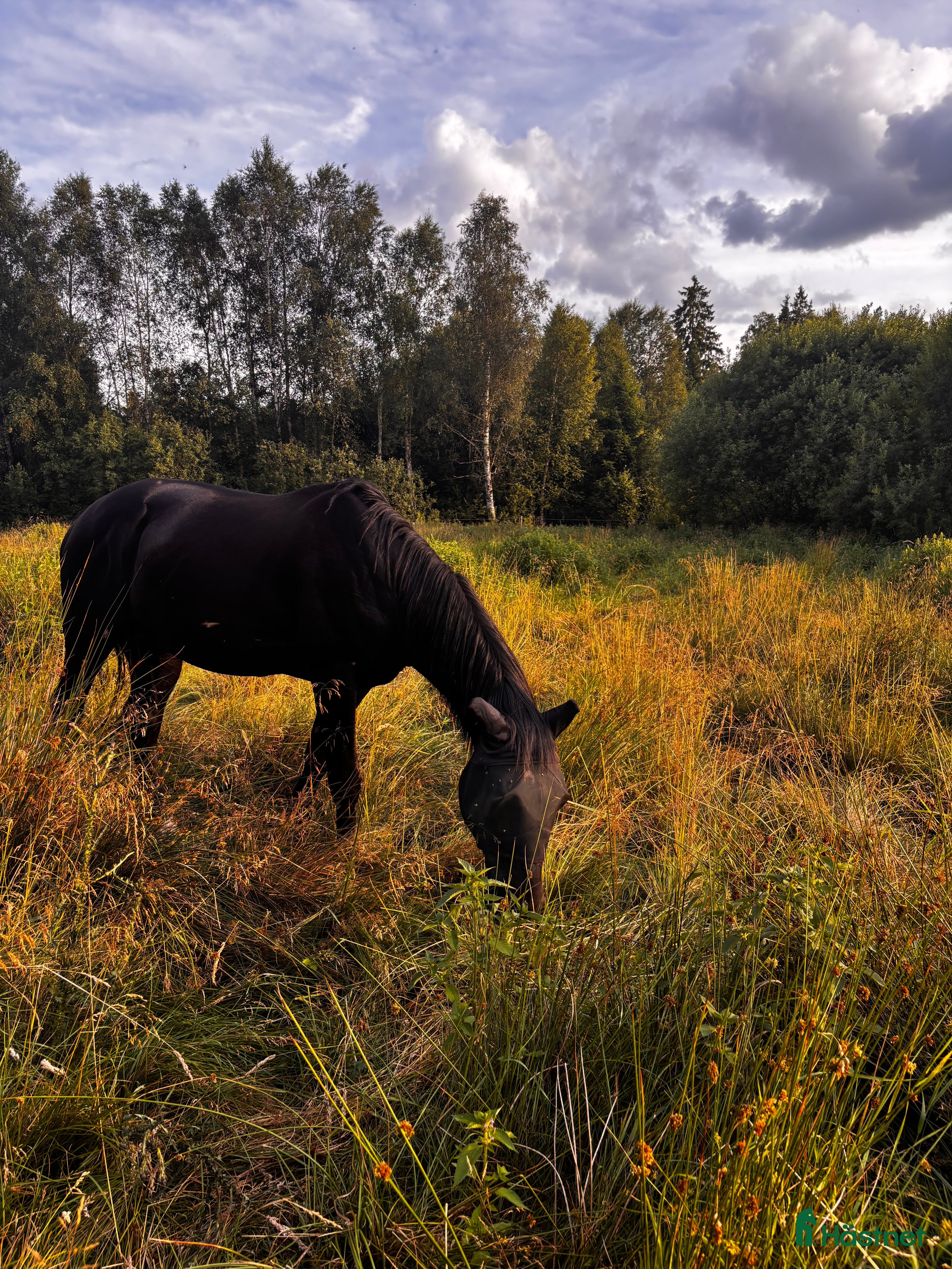  hästar Snällaste killen! i Växjö - Annons 6