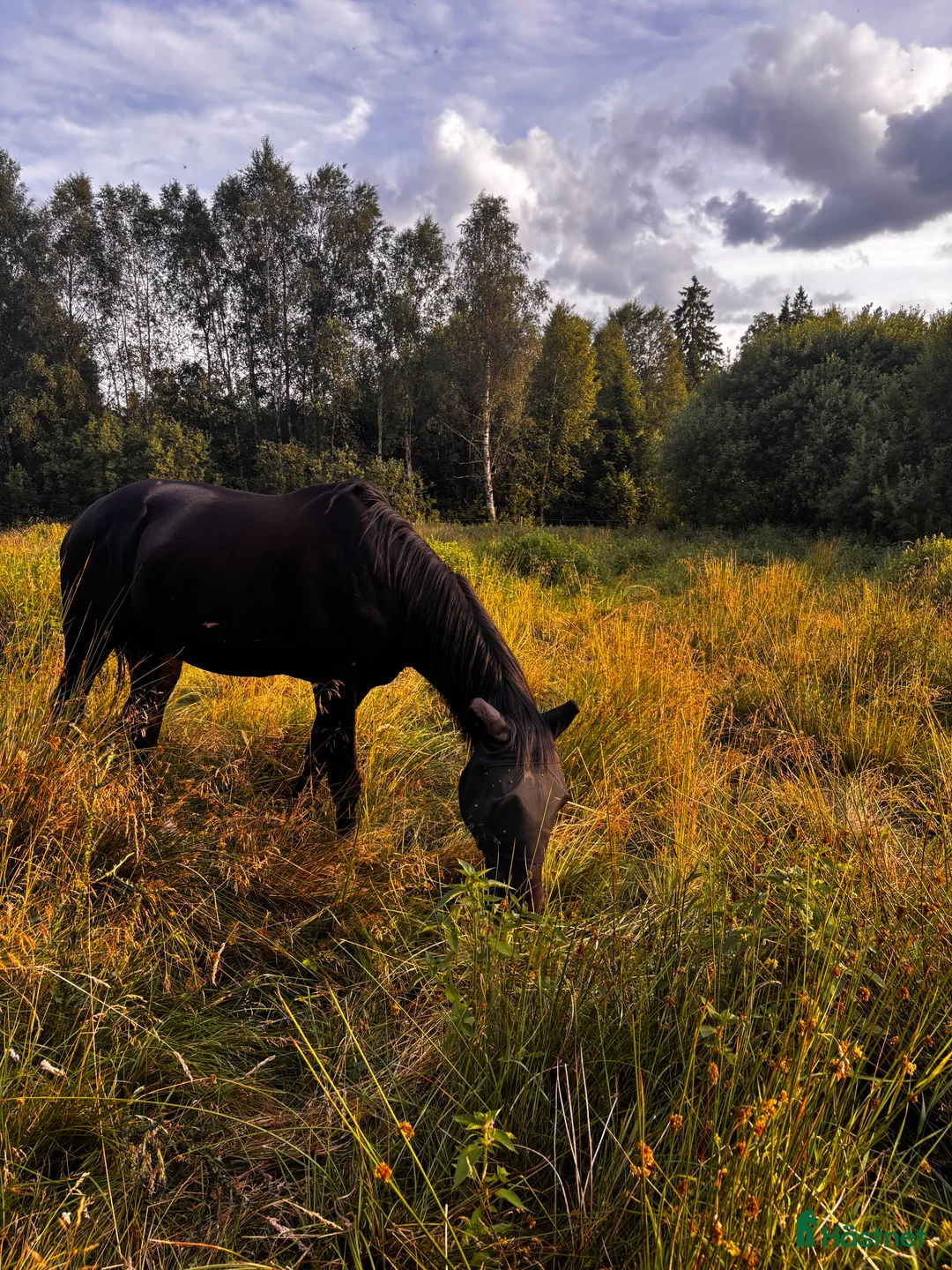 Allround hästar till salu: Snällaste killen! i Växjö - Annons 1